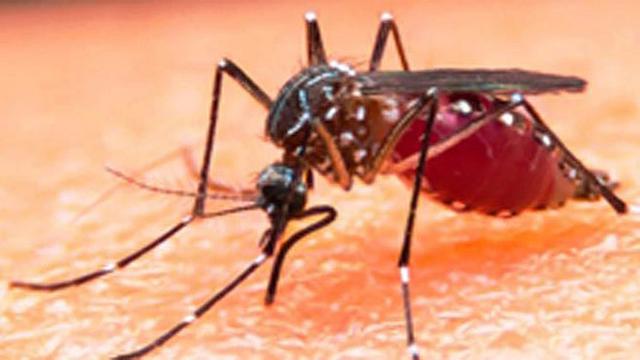 ভারতে এবার জিকা ভাইরাস আতঙ্ক