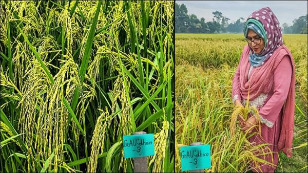 জিঙ্ক সমৃদ্ধ রোগ প্রতিরোধী নতুন ধান উদ্ভাবন